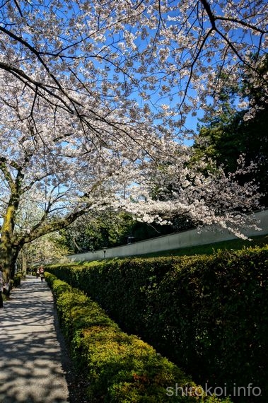 吹上御所の塀沿いの桜