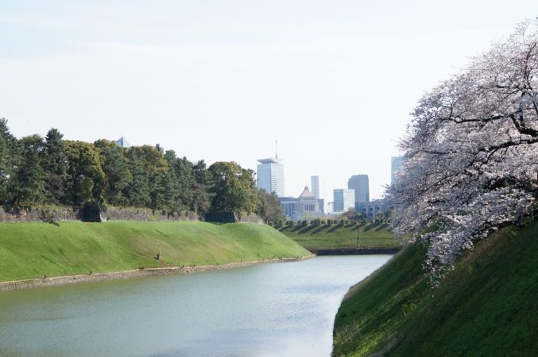 江戸城　お濠と桜