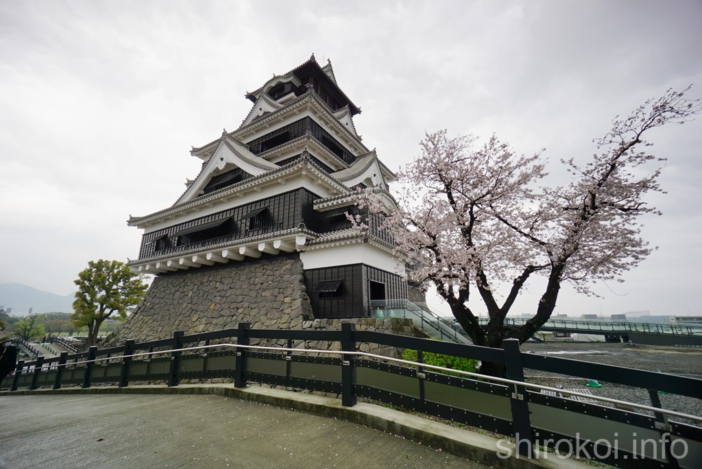 熊本城　天守脇のスロープから眺める天守と桜