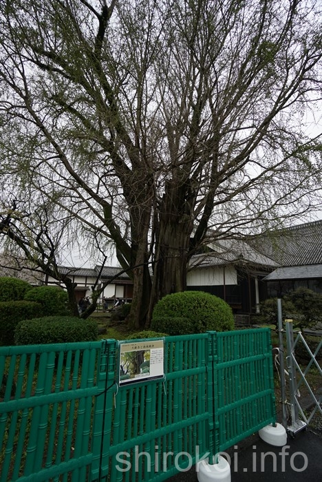 熊本城　大銀杏の木