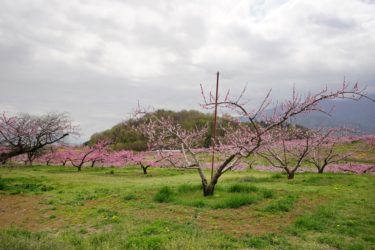 隠岐殿遺跡　桃源郷の世界へようこそ　360度見渡すと桃の花！